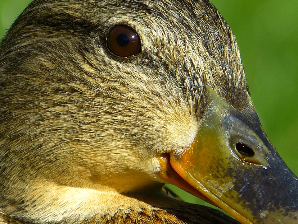 Bird water bird beautiful