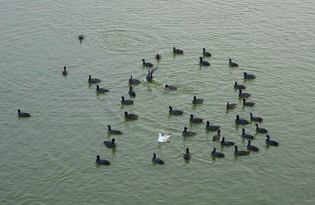 Flock rallidae water photo