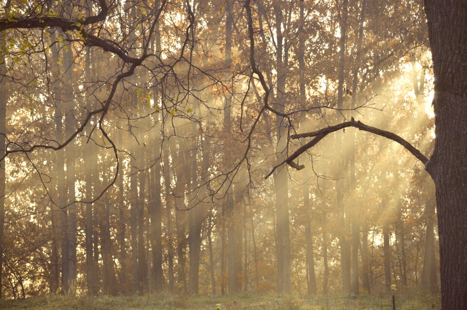 Nature season sun