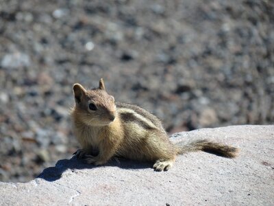 Rodent mountains chipmunk