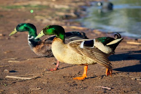 Animal duck cute photo