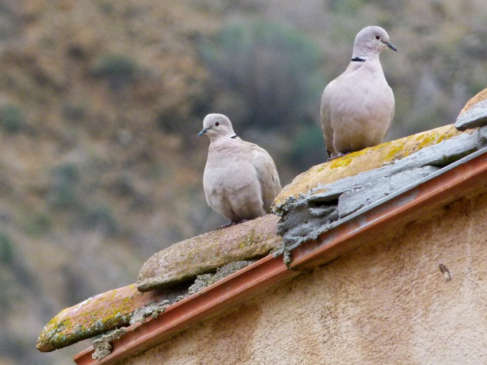 Birds wild life nature