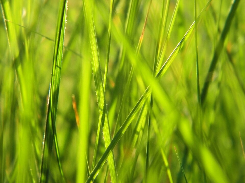 Field leaf nature