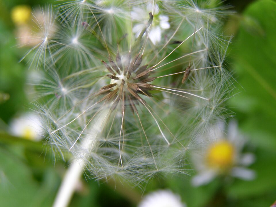 Summer flying seeds pointed flower photo