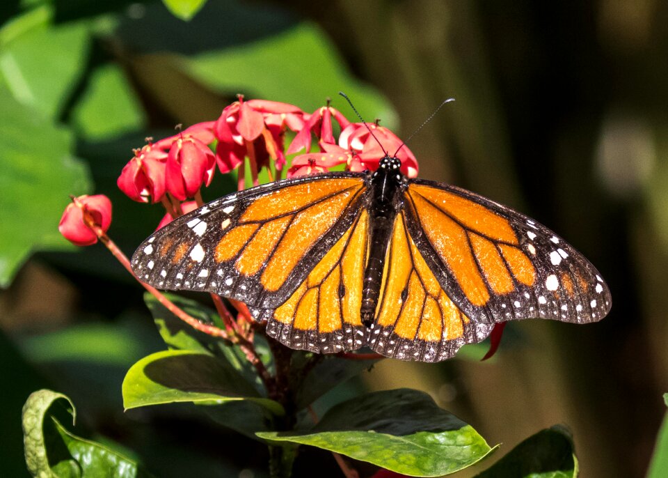 Insect nature flower