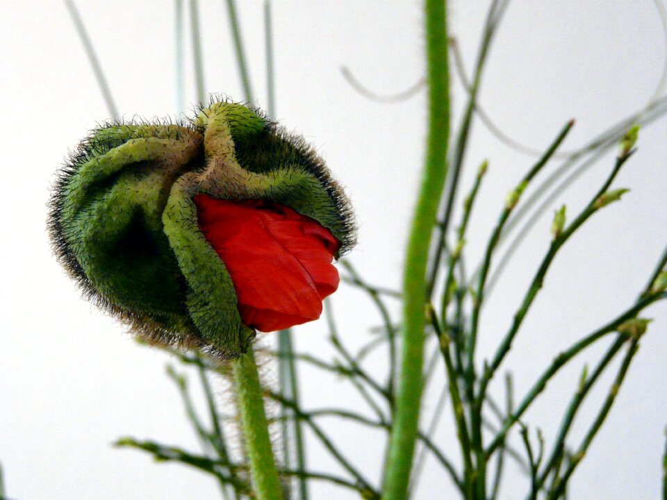 Flower plant garden