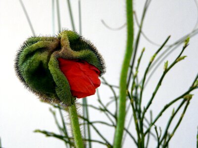 Flower plant garden