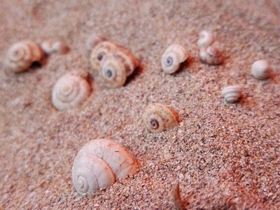 Exoskeleton costa sea