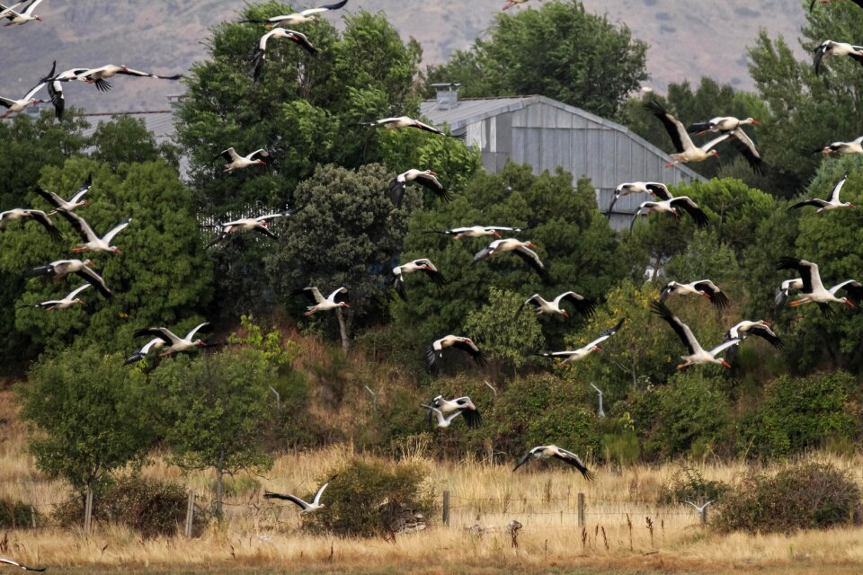 Storks migrating birding