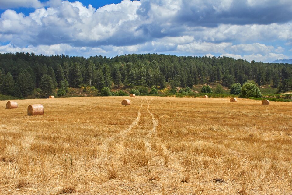 Landscape hay summer