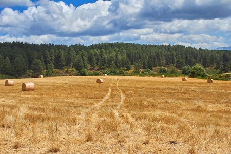 Landscape hay summer