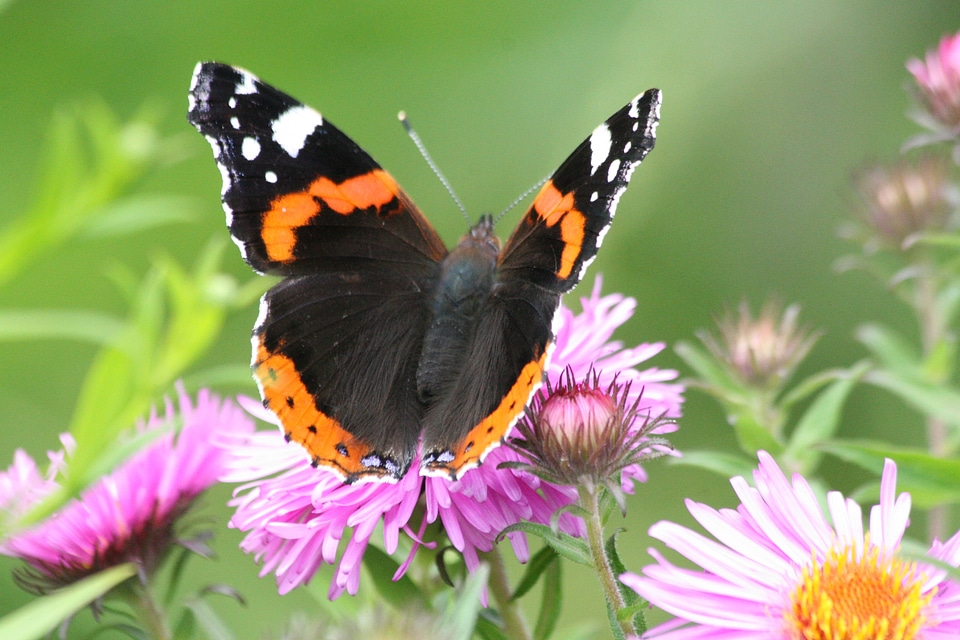 Insect animal flowers