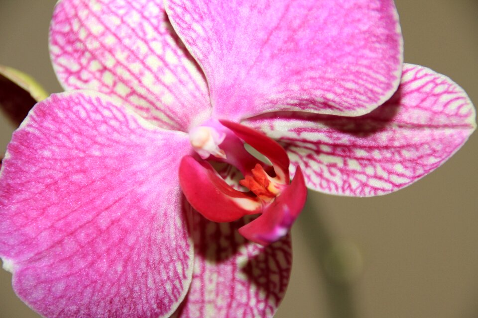 Plant tropical good looking
