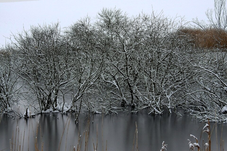 Landscape ice tree