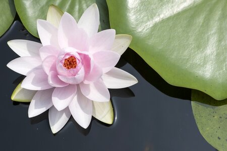Exotic flowering lotus