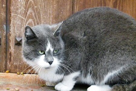 Cat pet domestic
