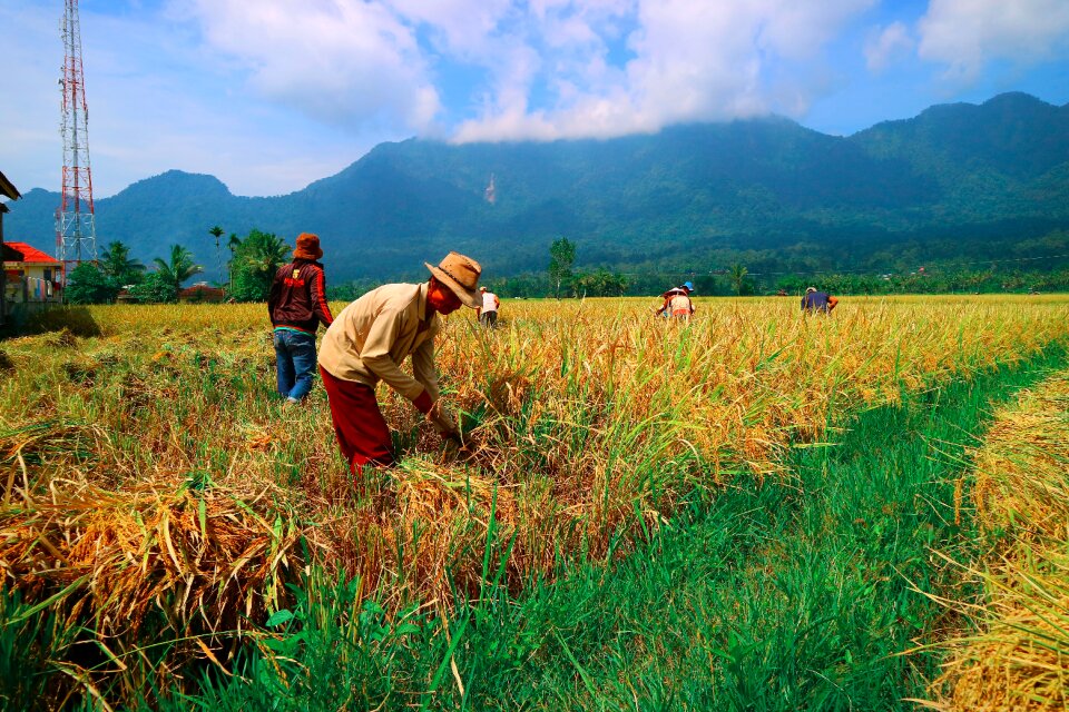 Field landscape rice
