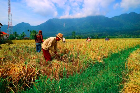 Field landscape rice photo
