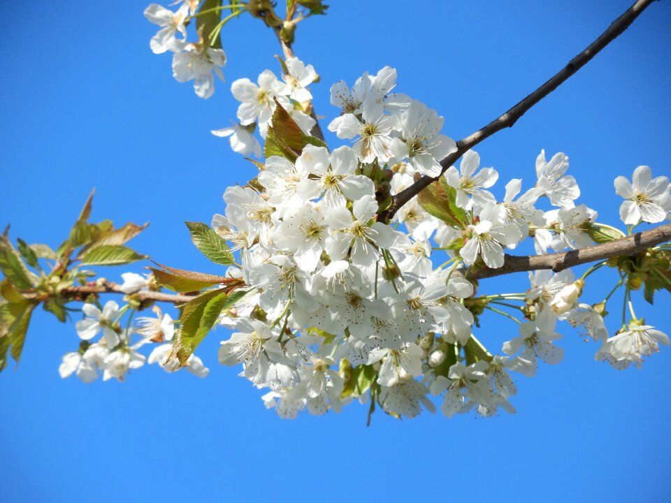 Branch tree spring