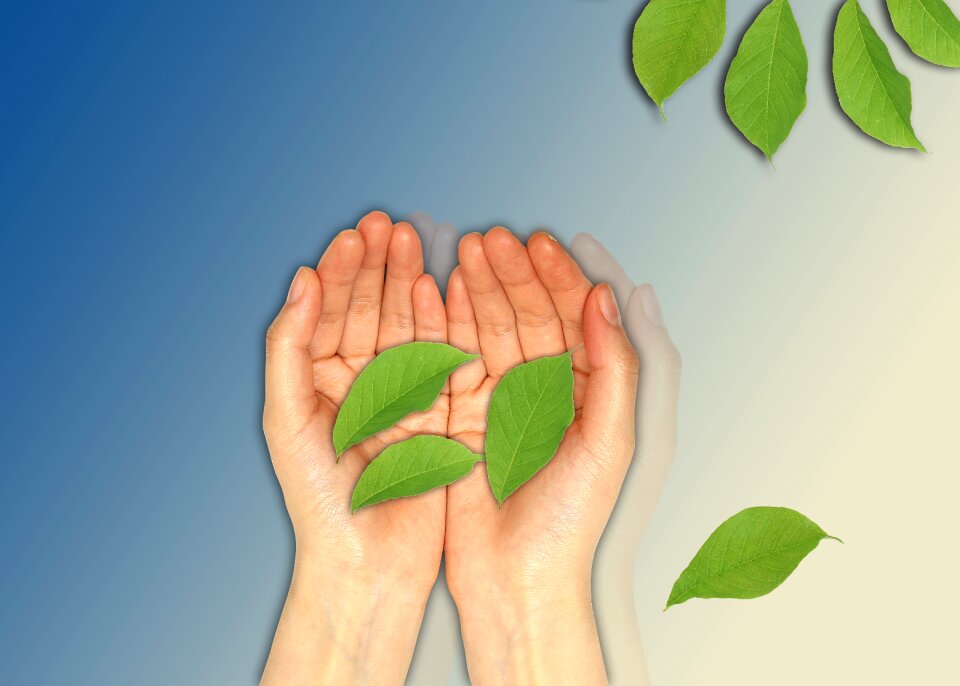 Green leaves blue wishes