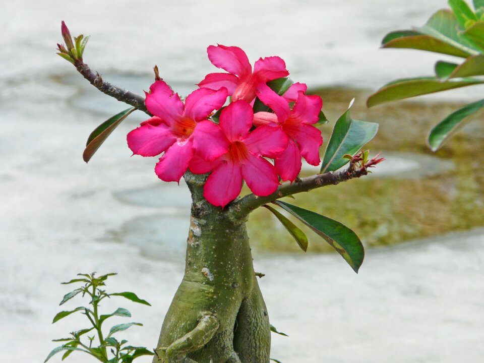 Nature flora flower