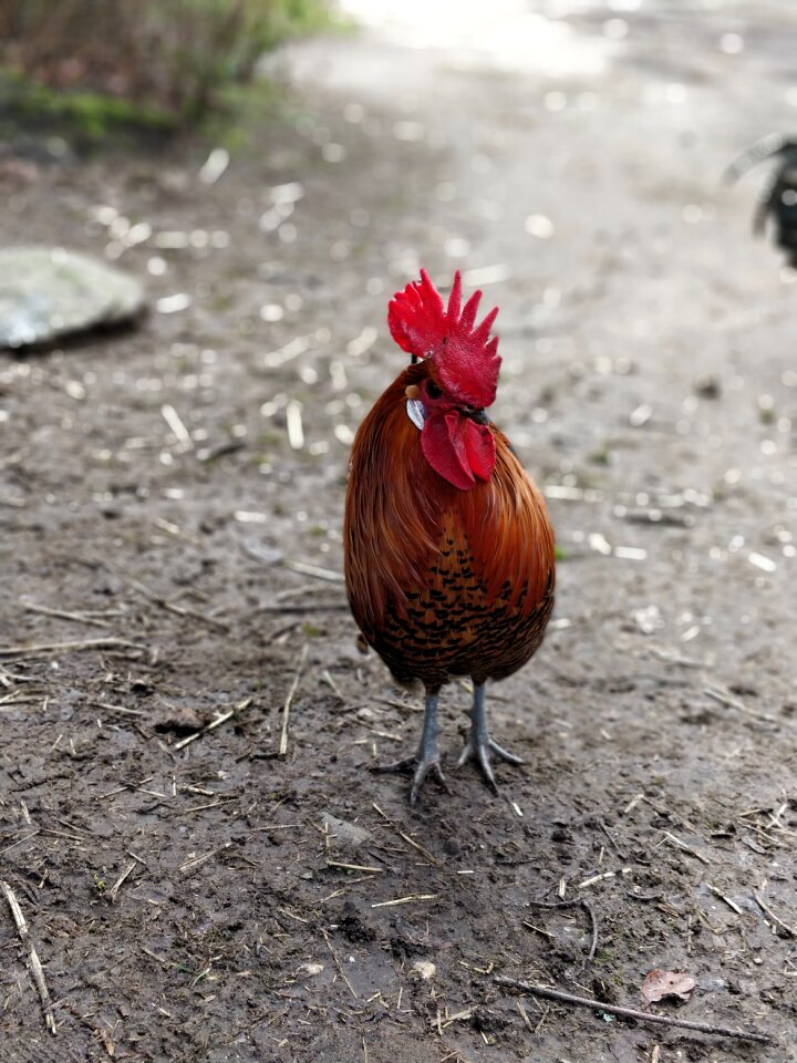 Feather outdoors