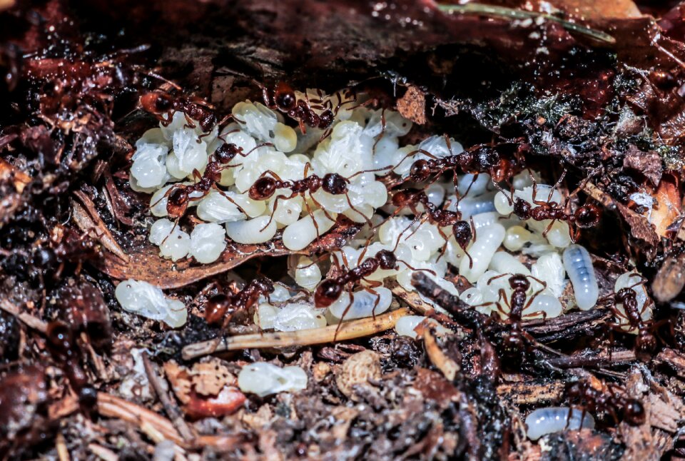 Arthropods ant larvae