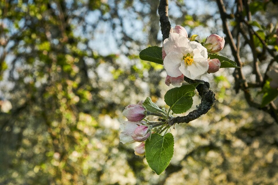 Nature season flowers