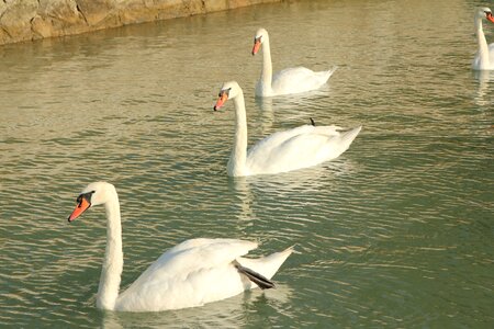 Water bird pond a white swan