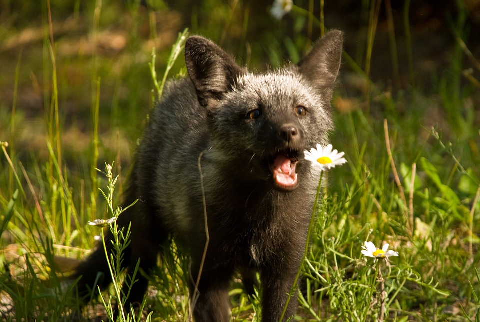 Mammal wild young