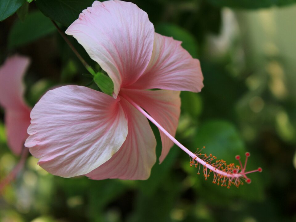 Flowers comfortable pink