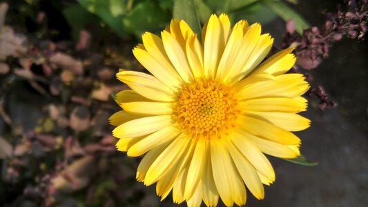 Summer petal season