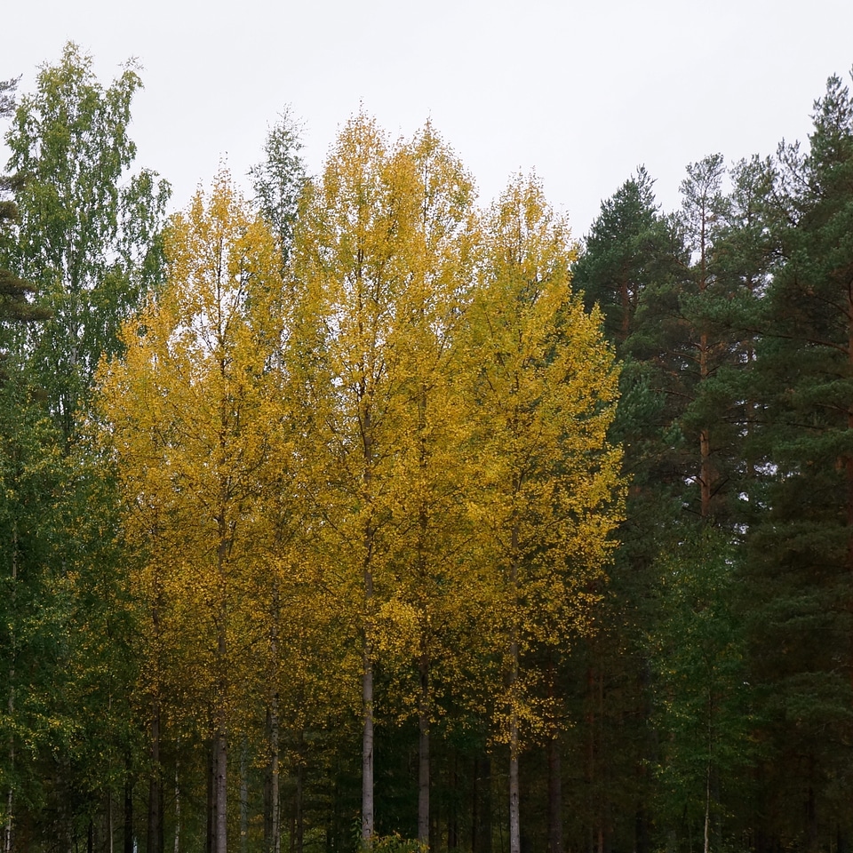 Yellow deciduous tree birch
