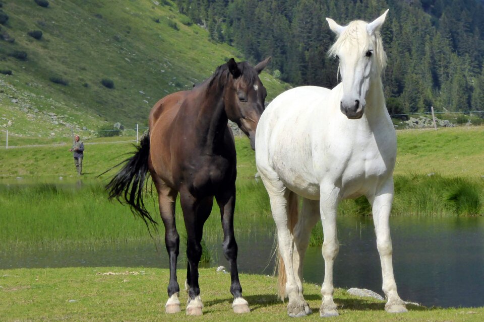 Mare horse stallion