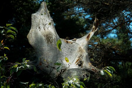 Nest butterfly track