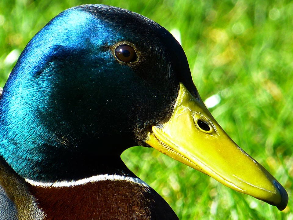 Bird duck bird colorful