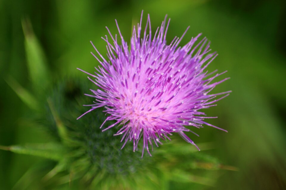 Krupnyj plan summer thistle