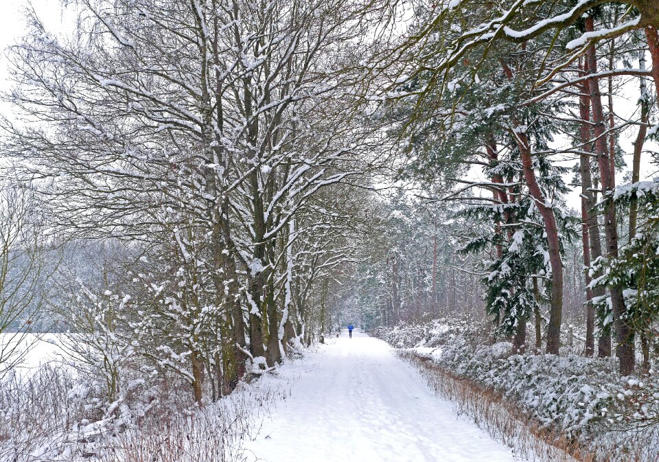 Forest path jog dog