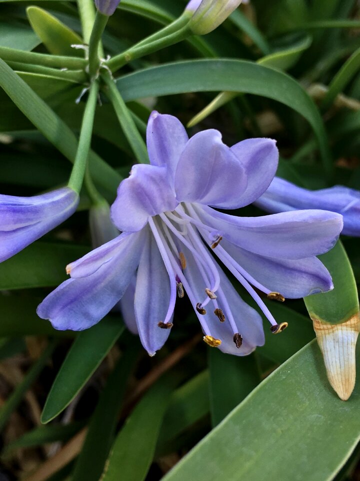 Garden leaf blue flower