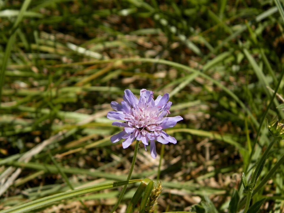 Flowers nature country