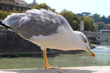 Wing animal rome photo