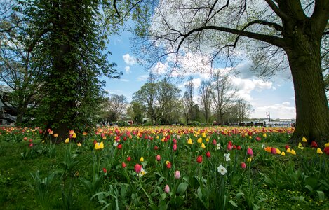 Tulip tulip field landscape photo