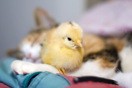Cute animals friendship