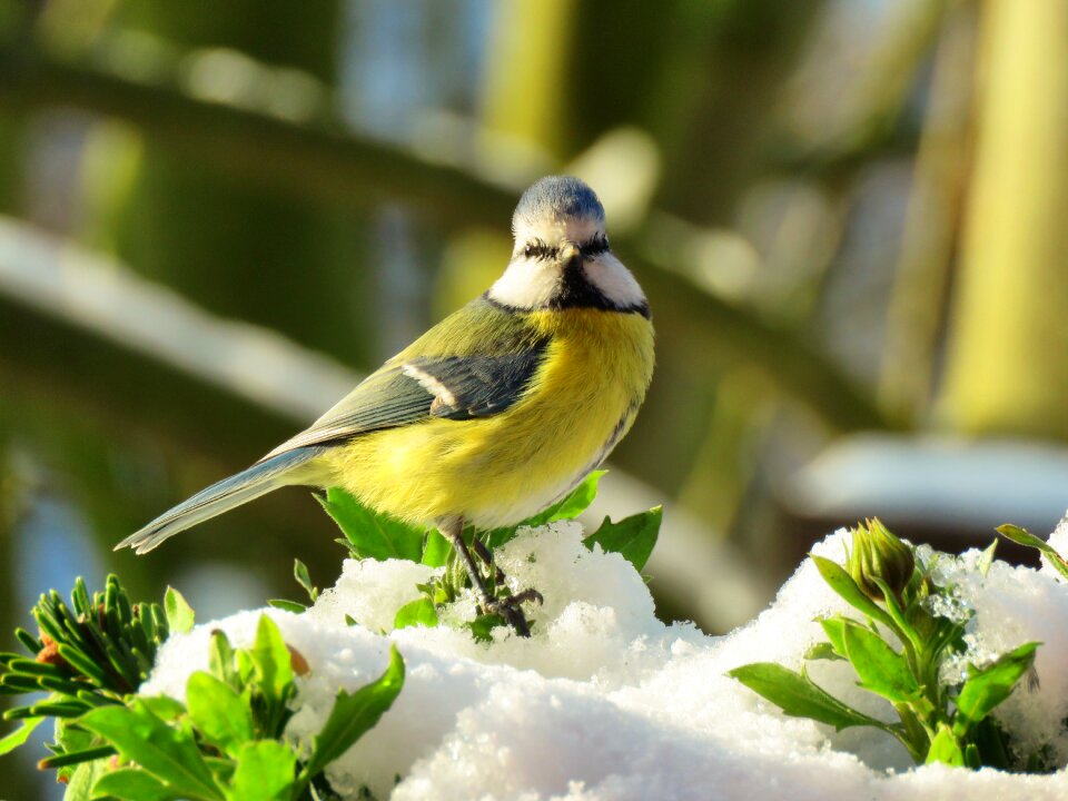 Plumage winter songbird