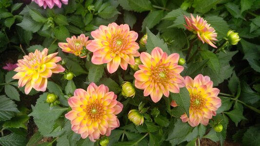 Garden summer outdoor