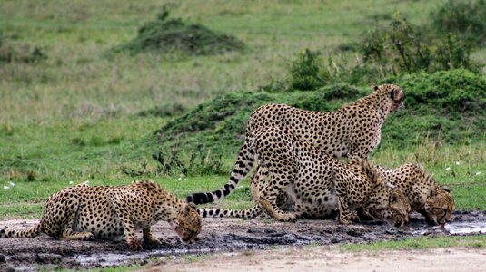 Wild animal cheetah