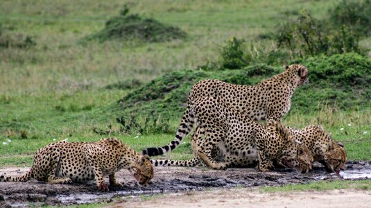 Wild animal cheetah photo