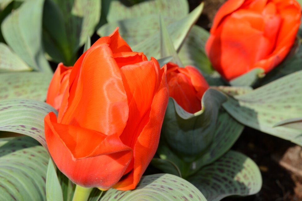 Plant leaf tulip