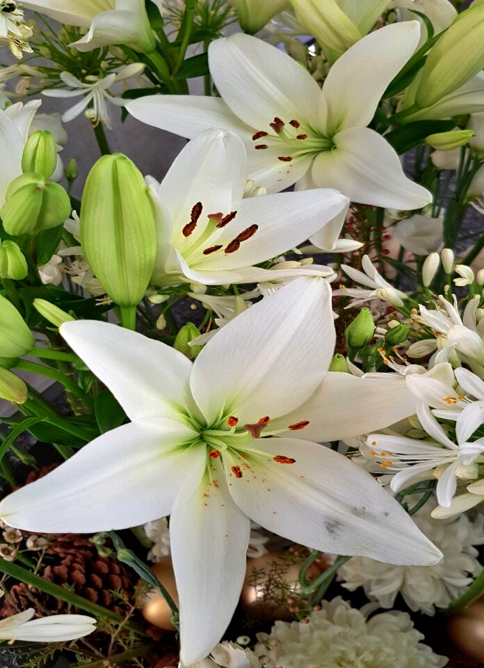Petal lily close up