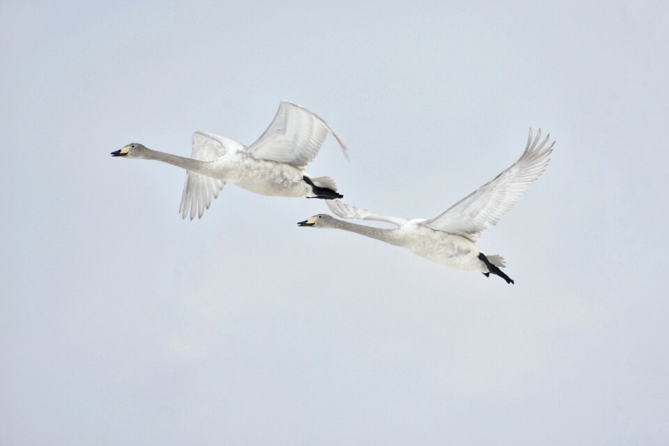 Wild birds waterfowl fields